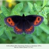 erebia aethiops georgia male